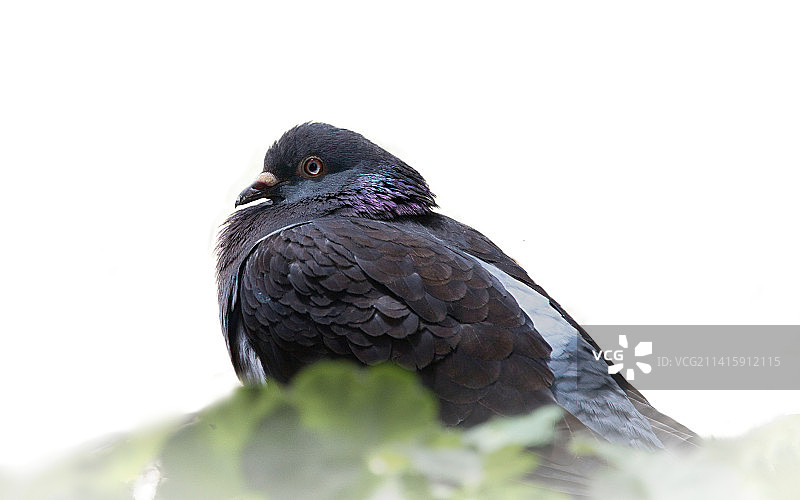基督城晴朗天空背景下栖息在树枝上的鸽子特写，新西兰图片素材