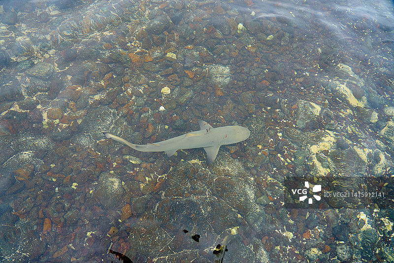 鱼在海里游泳的高角度视图，佛得角萨尔图片素材
