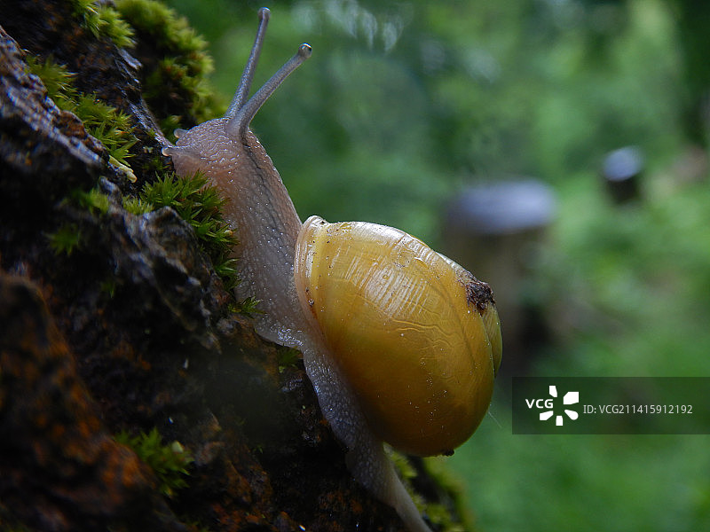 苔藓上的蜗牛特写，奥地利维也纳图片素材