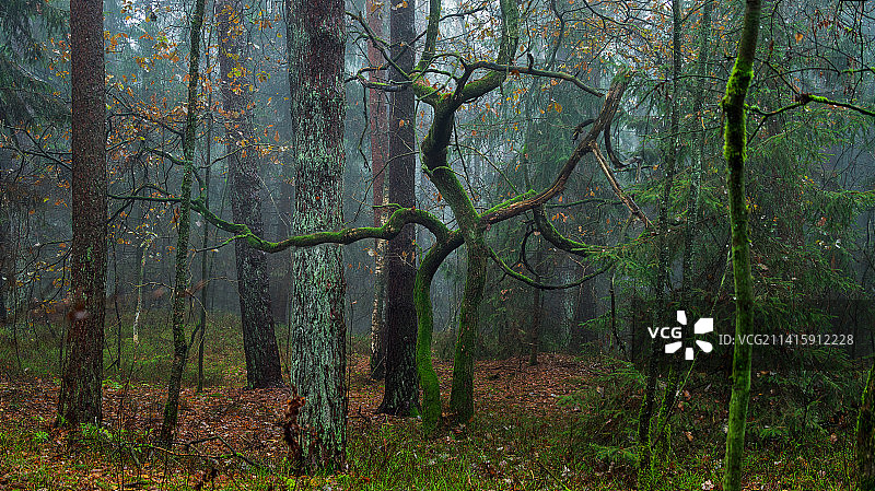 德国巴特法灵博斯特尔的森林树木图片素材