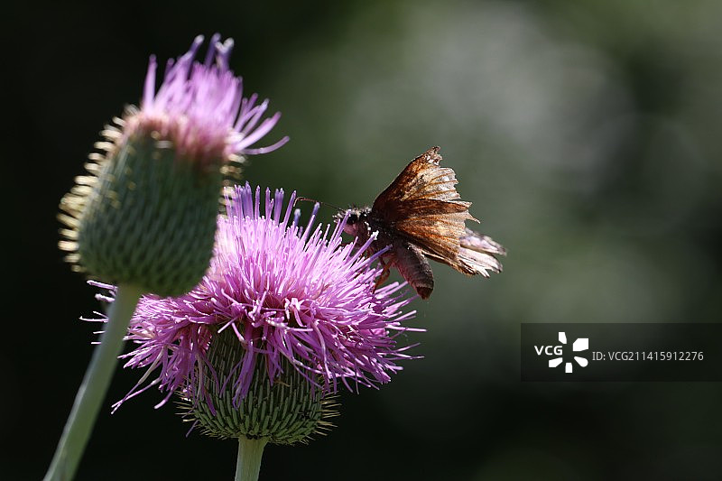 德克萨斯蓟上的云纹弄蝶，美国德克萨斯州韦科图片素材
