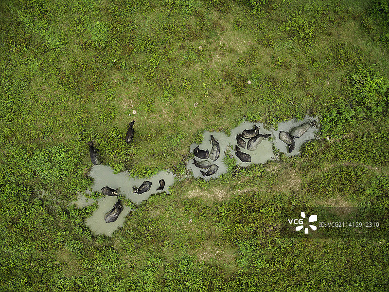 水牛在哥伦比亚马格达莱纳的野外池塘中游泳图片素材