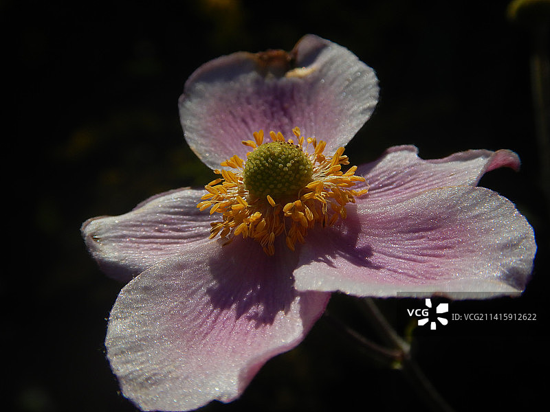 粉色花朵特写，奥地利维也纳图片素材