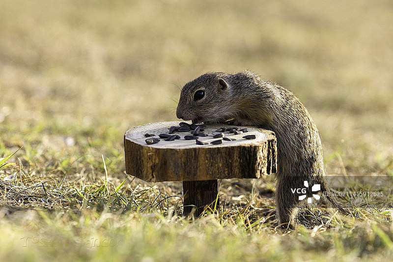 田野上松鼠的特写图片素材