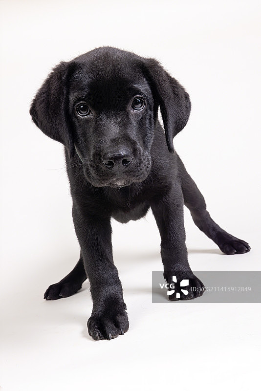 白色背景下的黑色拉布拉多寻回犬肖像，日本兵库县神户市图片素材