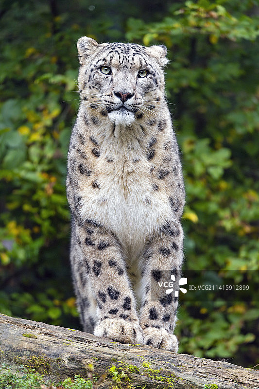 猫咪坐在岩石上的写真图片素材