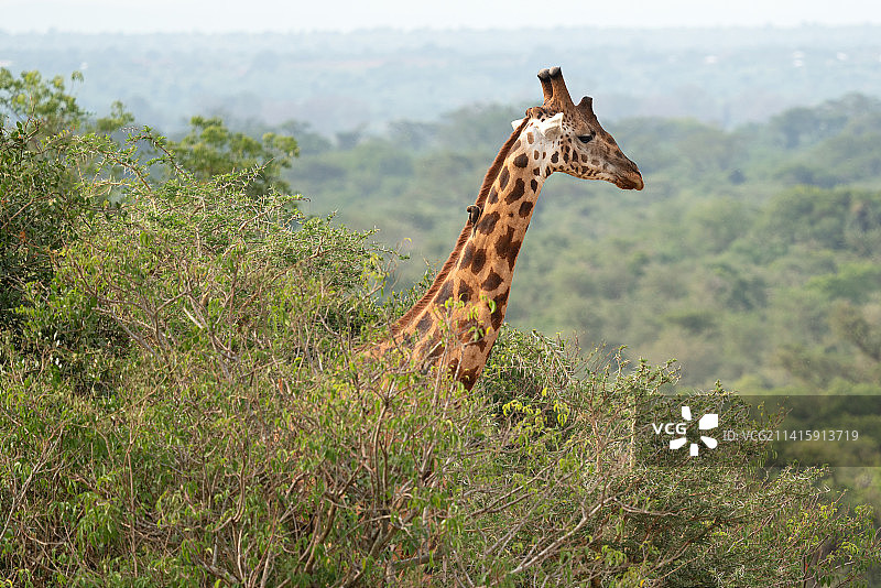 站在乌干达草地上的长颈鹿侧视图图片素材