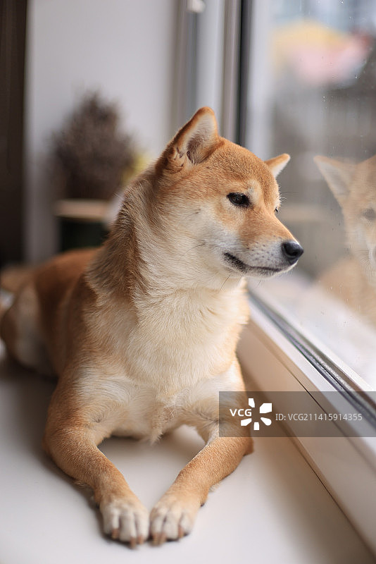 爱沙尼亚透过窗户看去的柴犬特写图片素材