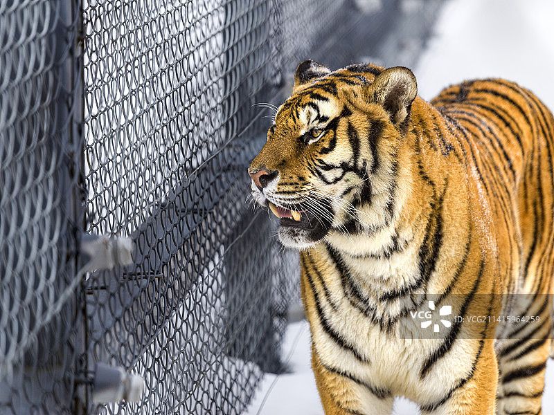 横道河子东北虎林园图片素材