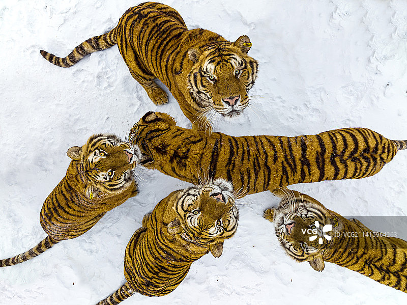 横道河子东北虎林园图片素材