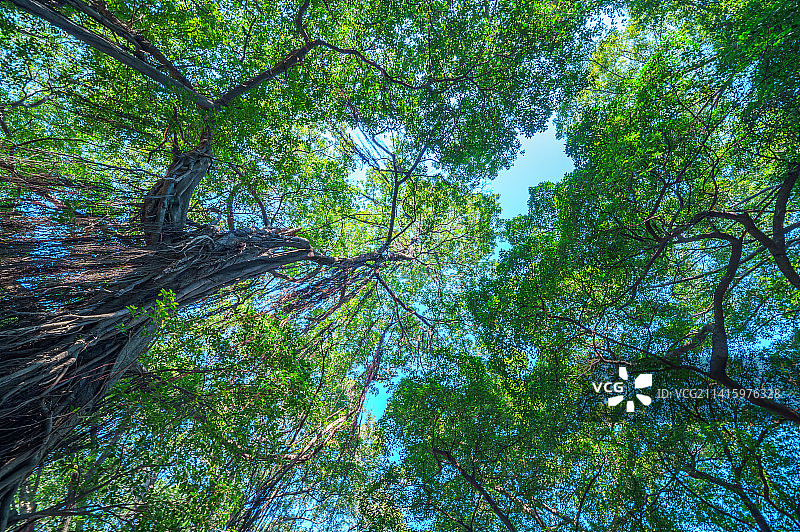 广州流花湖公园大榕树绿叶自然风光图片素材