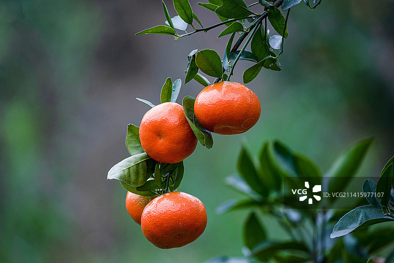寒冬季节，南方成熟的柑橘图片素材