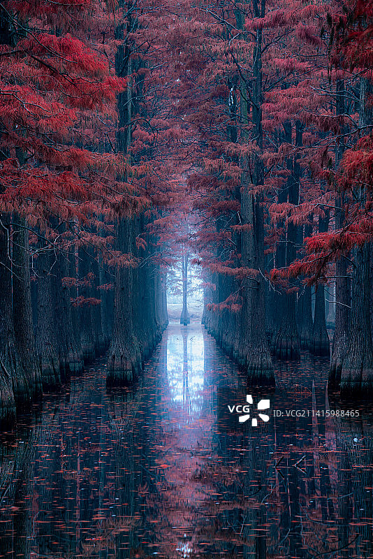 神秘水杉林图片素材