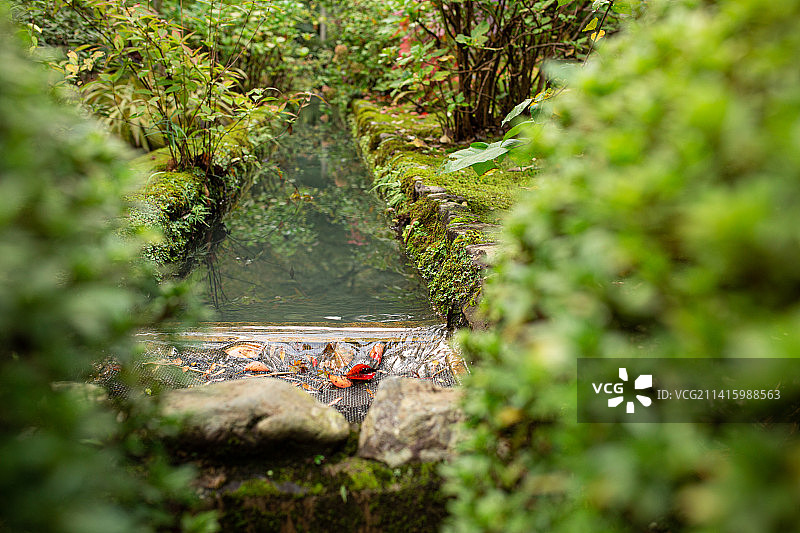 日本京都天龙寺内的索根池花园溪水图片素材
