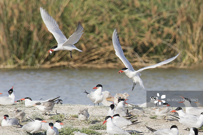 里海燕鸥携带鱼类在筑巢地登陆图片素材