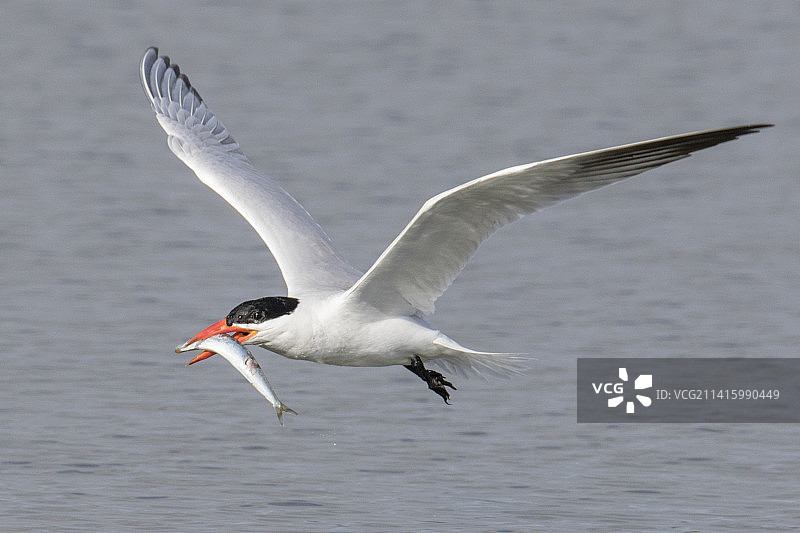 飞行中带着鱼的里海燕鸥图片素材