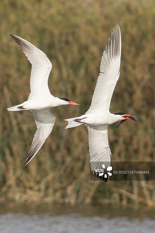 里海燕鸥追逐叼着鱼的飞鸟图片素材