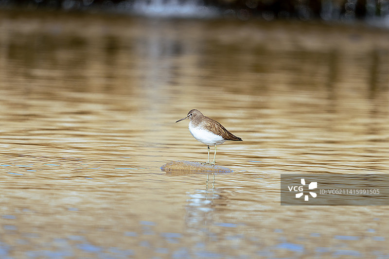 白腰草鹬的近距离拍摄图片素材