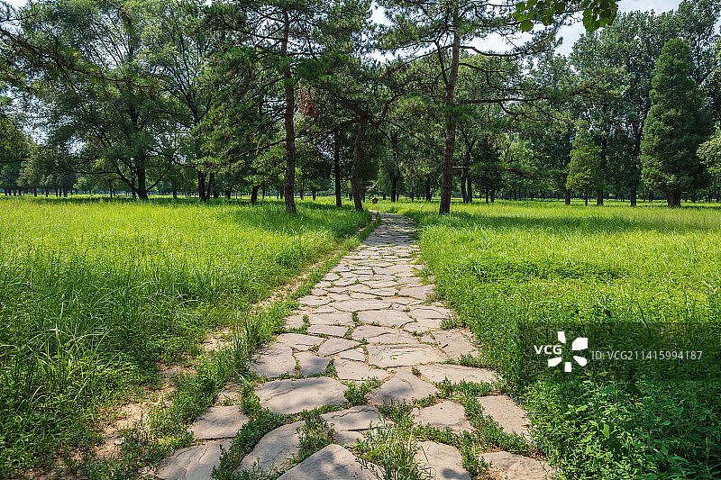 铺路石穿过草原树林图片素材