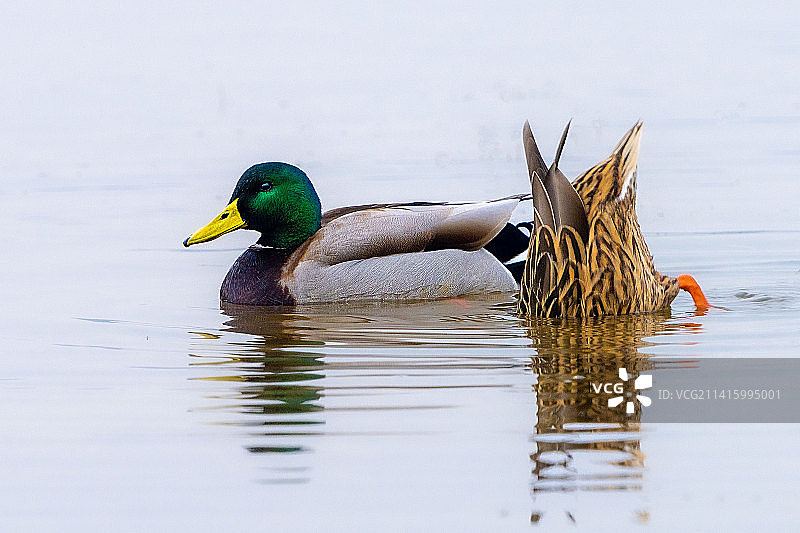 来成都越冬的绿头鸭图片素材