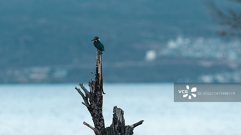 洱海边枯树枝上栖息的翠鸟图片素材