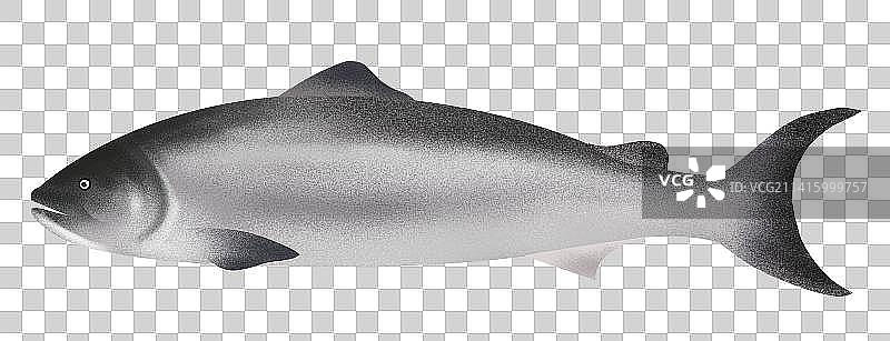 三文鱼大马哈鱼鲑鱼撒蒙鱼肉质鲜美鱼类水产品食物美食生食插画图片素材