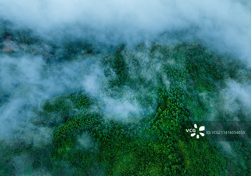 江门森林自然资源航拍图片素材