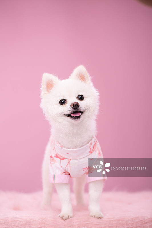 博美犬纯色背景图片素材