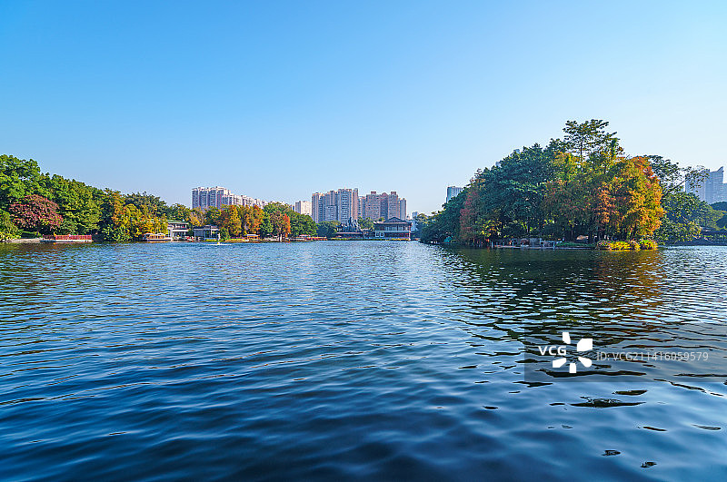 广州荔湾湖公园湖岸落羽杉红叶秋景图片素材