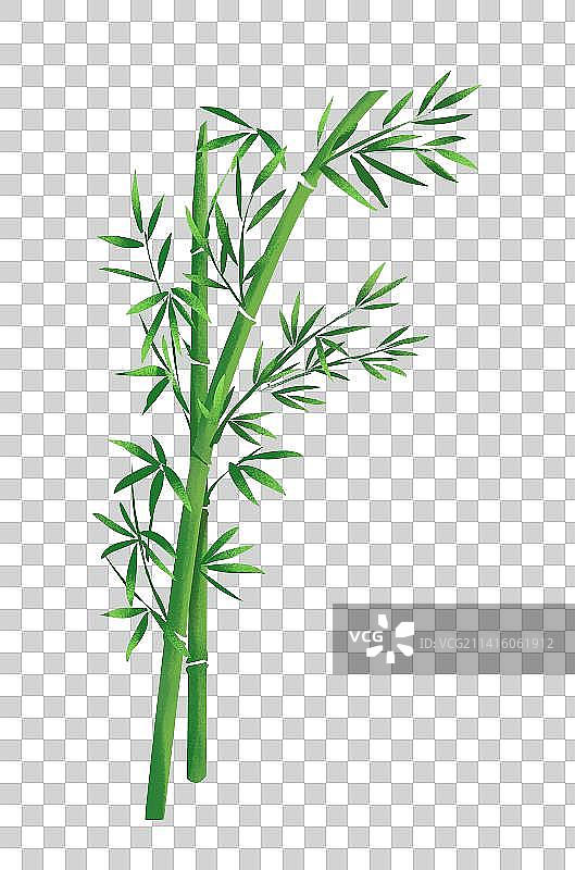 竹叶和竹林图片素材