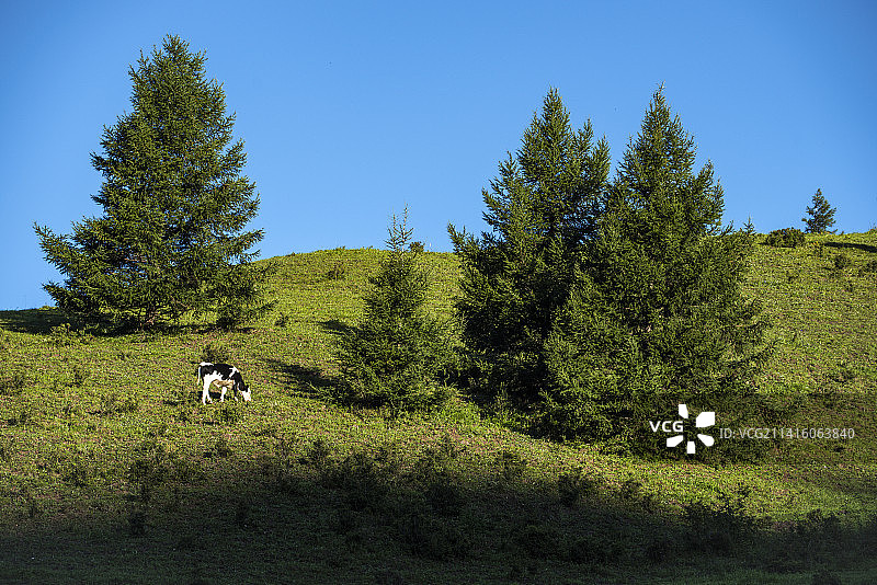 河北沽源老掌沟高山牧场图片素材