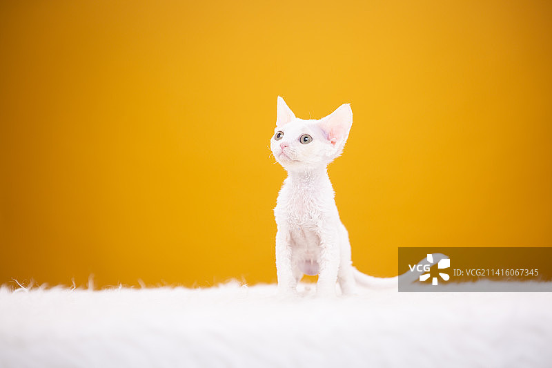 德文卷毛猫纯色背景图片素材