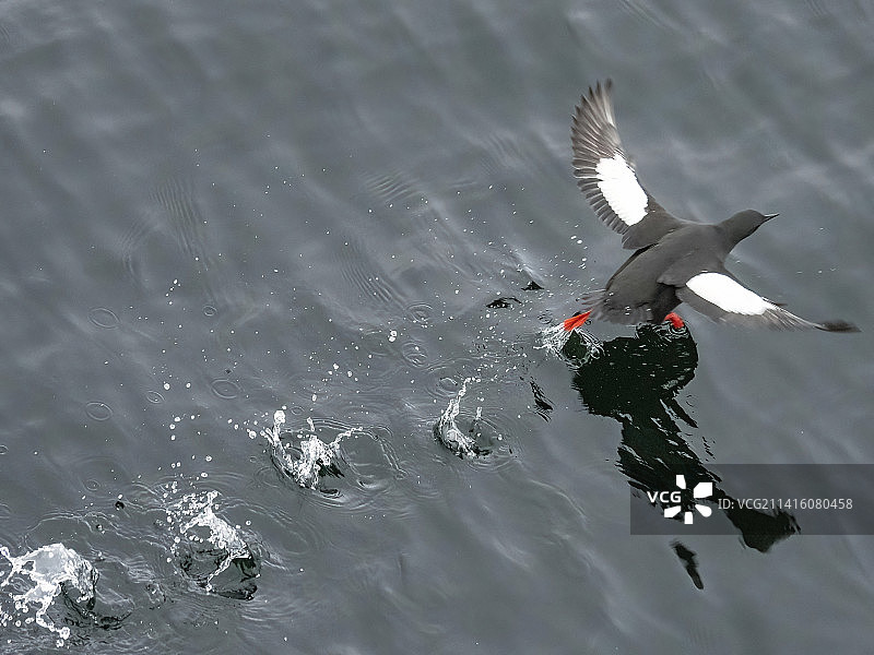 斯瓦尔巴特的黑色海鸠图片素材