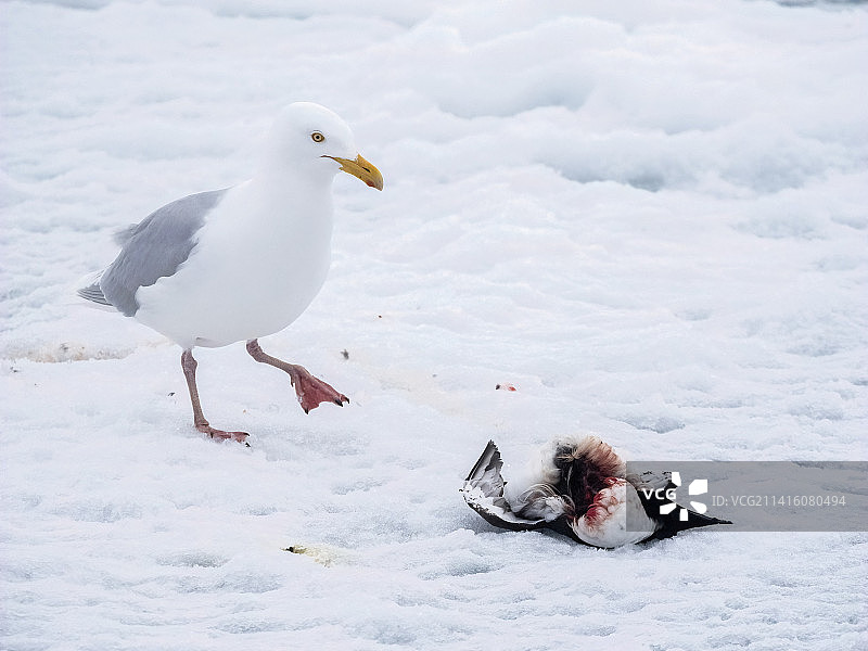 斯瓦尔巴群岛的灰翅鸥图片素材