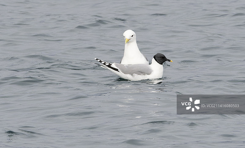 在斯瓦尔巴游泳的萨宾鸥图片素材