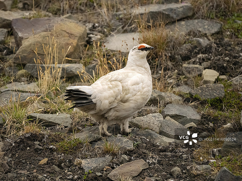 斯瓦尔巴群岛的雷鸟图片素材