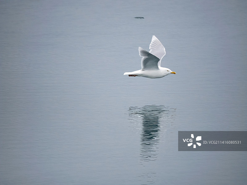 斯瓦尔巴群岛的灰翅鸥图片素材
