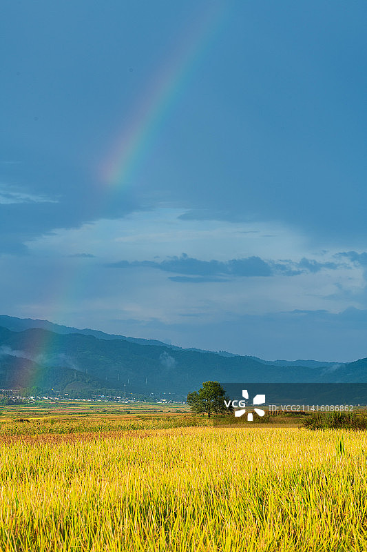 稻田上的彩虹图片素材