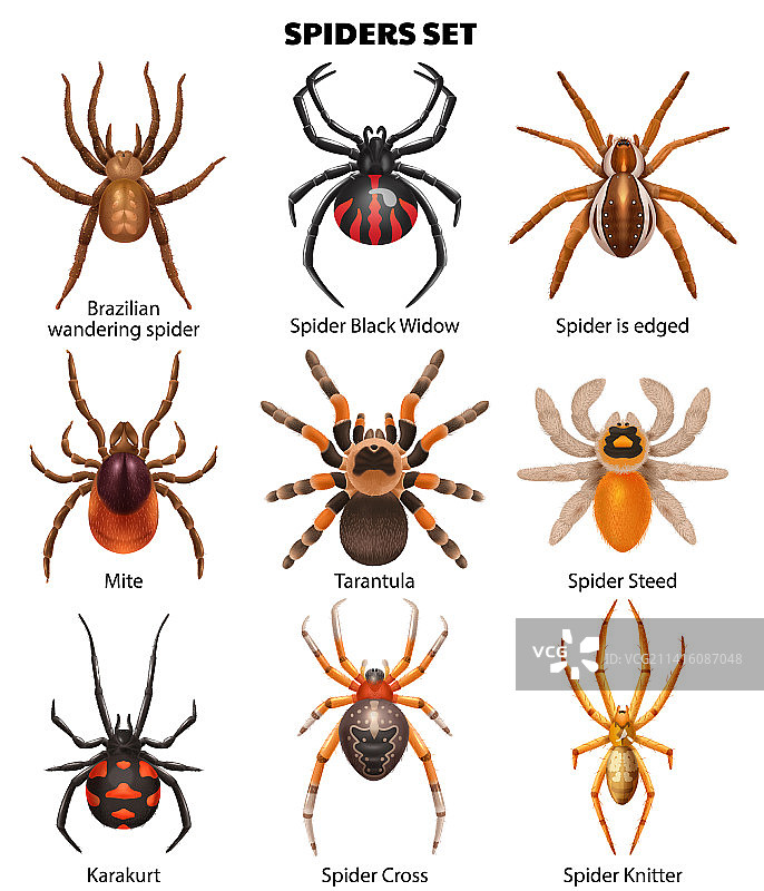 逼真蜘蛛种类合集图片素材