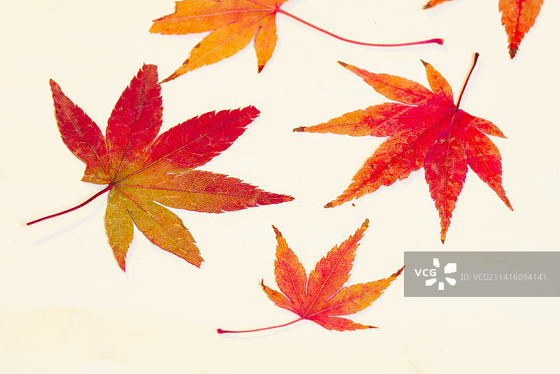 枫叶红枫叶图片素材