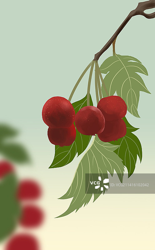 植物水果果肉果实成熟山楂冰糖葫芦原材料素材插画图片素材