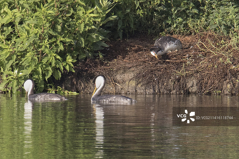 西部鸊鷉坐在巢中，观察其他鸟游泳图片素材