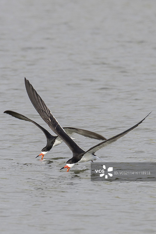 一对黑剪嘴鸥飞翔捕鱼图片素材