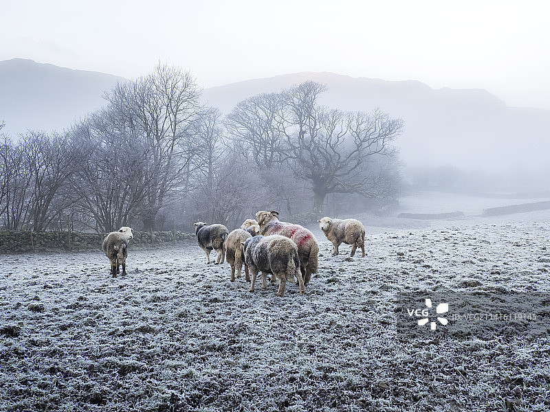 英国湖区，伯rowdale的霜冻早晨，赫德威克羊图片素材
