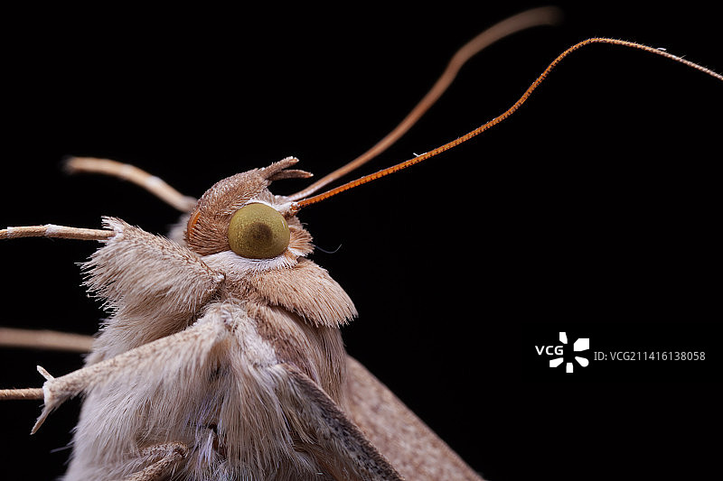 皮草行头（一种蛾子）图片素材