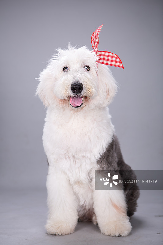 古代牧羊犬内景照片图片素材