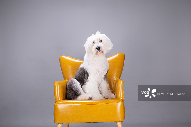 古代牧羊犬内景照片图片素材