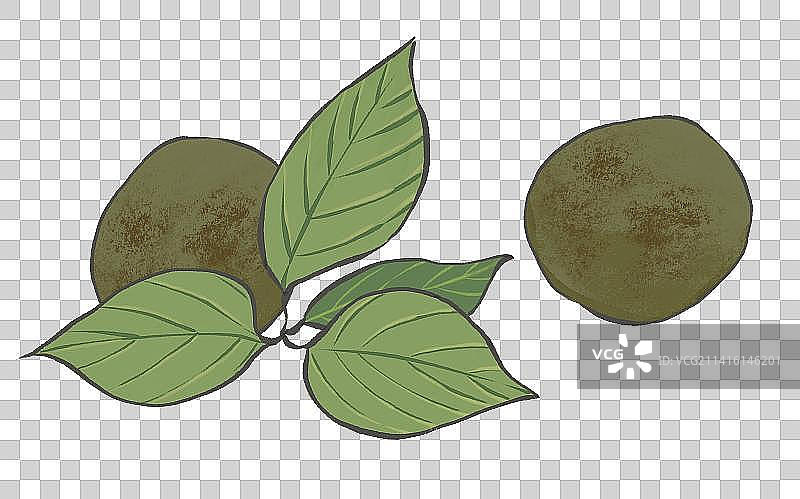 药材罗汉果元素插画素材图片素材