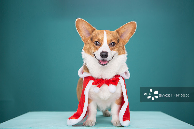 柯基内景纯色背景照片图片素材