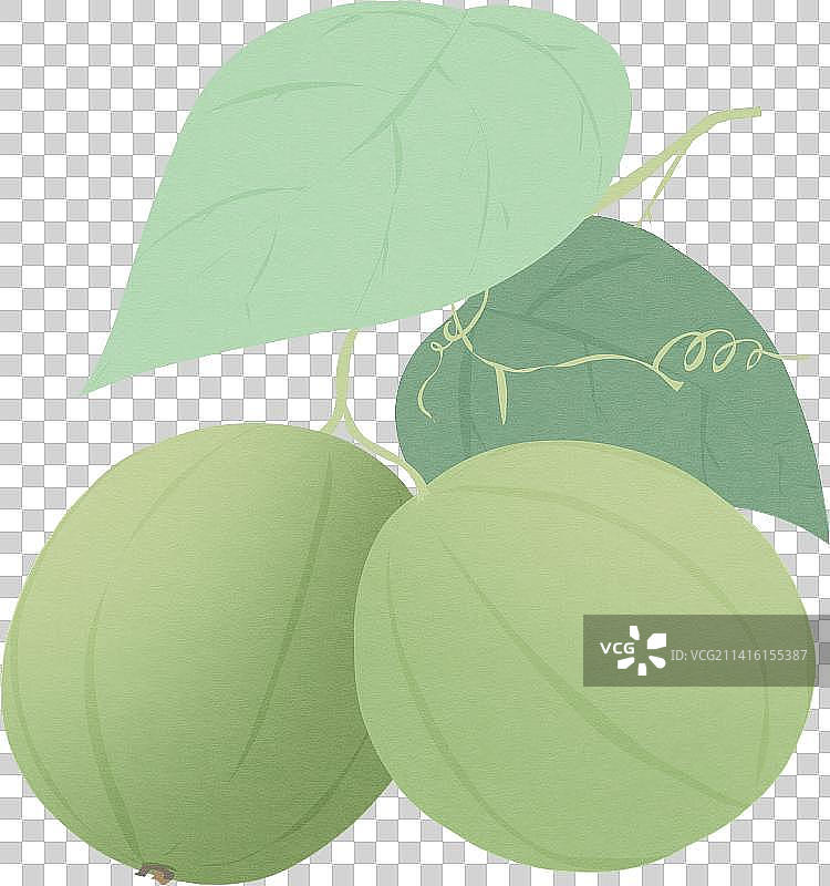 罗汉果中草药植物元素图片素材